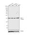 Sirtuin 2 antibody, PA3-200, Invitrogen Antibodies, Western Blot image 