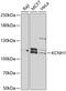 Potassium voltage-gated channel subfamily H member 1 antibody, GTX64743, GeneTex, Western Blot image 