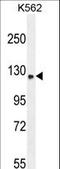 Transport And Golgi Organization 6 Homolog antibody, LS-C161953, Lifespan Biosciences, Western Blot image 