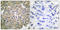 Melan-A antibody, LS-C118512, Lifespan Biosciences, Immunohistochemistry frozen image 