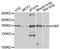 Von Willebrand Factor antibody, MBS127243, MyBioSource, Western Blot image 