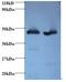 Glutamic-Oxaloacetic Transaminase 2 antibody, LS-C212152, Lifespan Biosciences, Western Blot image 