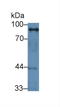 Stromal Interaction Molecule 1 antibody, LS-C694361, Lifespan Biosciences, Western Blot image 