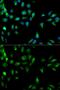 Ras Association Domain Family Member 1 antibody, GTX54696, GeneTex, Immunofluorescence image 