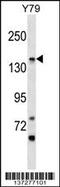 Phosphatidylinositol Glycan Anchor Biosynthesis Class O antibody, 59-078, ProSci, Western Blot image 