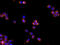 Interleukin 1 Receptor Antagonist antibody, orb318726, Biorbyt, Immunocytochemistry image 