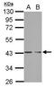 PHD Finger Protein 7 antibody, GTX121618, GeneTex, Western Blot image 