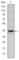 Killer Cell Lectin Like Receptor D1 antibody, abx015806, Abbexa, Western Blot image 