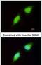 Brain Expressed X-Linked 3 antibody, PA5-27690, Invitrogen Antibodies, Immunofluorescence image 