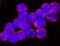 Toll Like Receptor 9 antibody, MAB7960, R&D Systems, Immunofluorescence image 