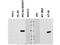 NADPH Oxidase Organizer 1 antibody, NBP1-77899, Novus Biologicals, Western Blot image 