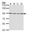 Leucine Zipper And EF-Hand Containing Transmembrane Protein 1 antibody, LS-C186268, Lifespan Biosciences, Western Blot image 