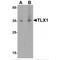 T Cell Leukemia Homeobox 1 antibody, MBS153362, MyBioSource, Western Blot image 