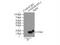 GABA Type A Receptor Associated Protein Like 1 antibody, 11010-1-AP, Proteintech Group, Immunoprecipitation image 