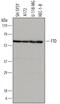 FTO Alpha-Ketoglutarate Dependent Dioxygenase antibody, AF7208, R&D Systems, Western Blot image 