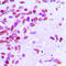 Estrogen Receptor 1 antibody, LS-C356039, Lifespan Biosciences, Immunohistochemistry frozen image 