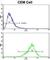 Transglutaminase 4 antibody, abx033064, Abbexa, Western Blot image 