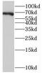 Neuronal PAS Domain Protein 1 antibody, FNab05809, FineTest, Western Blot image 