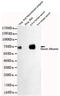 Albumin antibody, TA346879, Origene, Western Blot image 