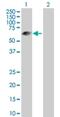 Leucine Rich Repeat, Ig-Like And Transmembrane Domains 3 antibody, H00345193-D01P, Novus Biologicals, Western Blot image 