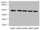 Serine/threonine-protein kinase 51PK antibody, LS-C676707, Lifespan Biosciences, Western Blot image 