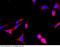 Growth Arrest Specific 2 antibody, 100922-T02, Sino Biological, Immunohistochemistry frozen image 