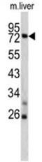 TNF Alpha Induced Protein 2 antibody, AP17795PU-N, Origene, Western Blot image 