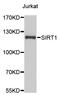 Sirtuin 1 antibody, LS-C330804, Lifespan Biosciences, Western Blot image 