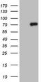 Clathrin interactor 1 antibody, TA805980, Origene, Western Blot image 