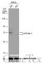 Autophagy Related 16 Like 1 antibody, GTX110619, GeneTex, Western Blot image 