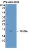IL-17 antibody, abx131200, Abbexa, Western Blot image 
