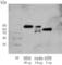 Secreted Phosphoprotein 1 antibody, A-0412-100, Epigentek, Western Blot image 