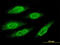 MAGE Family Member A8 antibody, LS-C197643, Lifespan Biosciences, Immunofluorescence image 