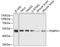 Poly(A) Binding Protein Nuclear 1 antibody, A02445, Boster Biological Technology, Western Blot image 