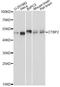 C-Terminal Binding Protein 2 antibody, A2257, ABclonal Technology, Western Blot image 