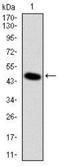 Delta Like Non-Canonical Notch Ligand 1 antibody, NBP2-37548, Novus Biologicals, Western Blot image 
