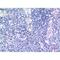 Isocitrate Dehydrogenase (NAD(+)) 3 Alpha antibody, LS-C387080, Lifespan Biosciences, Immunohistochemistry frozen image 