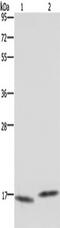 Microtubule-associated proteins 1A/1B light chain 3C antibody, TA351348, Origene, Western Blot image 