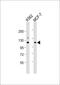 Eukaryotic Translation Initiation Factor 3 Subunit C antibody, 56-535, ProSci, Western Blot image 