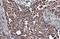 Caspase 9 antibody, GTX112888, GeneTex, Immunohistochemistry paraffin image 