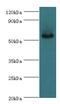 Aldehyde Dehydrogenase 1 Family Member A1 antibody, MBS1494169, MyBioSource, Western Blot image 