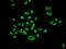 Minichromosome Maintenance Complex Component 6 antibody, orb48451, Biorbyt, Immunofluorescence image 