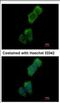 Serine/Threonine Kinase 10 antibody, NBP2-19368, Novus Biologicals, Immunocytochemistry image 