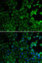Macrophage Scavenger Receptor 1 antibody, 15-416, ProSci, Immunofluorescence image 