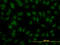 Interferon Regulatory Factor 2 antibody, LS-C133274, Lifespan Biosciences, Immunofluorescence image 