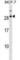 Ribonuclease A Family Member 11 (Inactive) antibody, abx029821, Abbexa, Western Blot image 