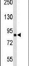 Transportin 1 antibody, PA5-24581, Invitrogen Antibodies, Western Blot image 