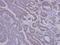 Sorting Nexin 12 antibody, NBP1-31051, Novus Biologicals, Immunohistochemistry frozen image 