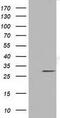 NSE2 (MMS21) Homolog, SMC5-SMC6 Complex SUMO Ligase antibody, GTX83995, GeneTex, Western Blot image 