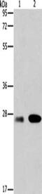 BCL2 Related Protein A1 antibody, CSB-PA561279, Cusabio, Western Blot image 